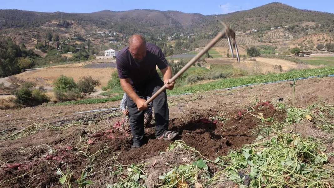 Hatay’da Tatlı Patatesin Şifa Dolu Yolculuğu Başladı! 4